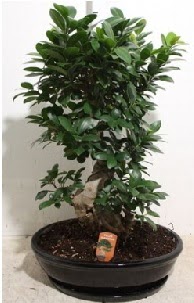 75 CM Ginseng bonsai Japon aac Ankara Forum Outlet AVM ieki iek siparii