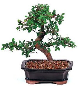 thal bonsai japon aac Ankara Next Level AVM iek siparii sitesi