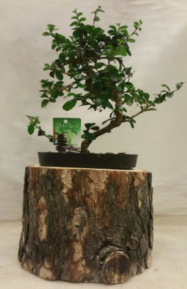 Doal ktk iinde bonsai japon aac Ankara Nata Vega AVM iekiler