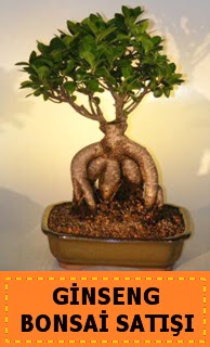 Ginseng bonsai sat japon aac Ankara Podium AVM  cicek , cicekci 