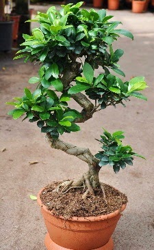 Orta boy bonsai saks bitkisi Ankara Kentpark Alveri Merkezi AVM iekiler