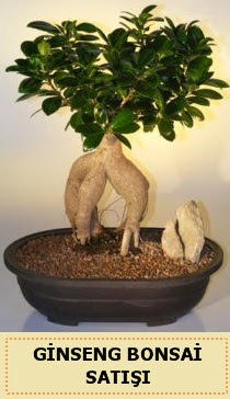 thal Ginseng bonsai sat japon aac Ankara Next Level AVM iek siparii sitesi