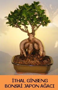 thal japon aac ginseng bonsai sat Ankara Nata Vega AVM iekiler