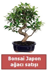 Japon aac bonsai sat Ankara Next Level AVM iek siparii sitesi