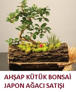 Ahap ktk ierisinde bonsai ve 3 kakts Ankara Panora AVM ieki maazas