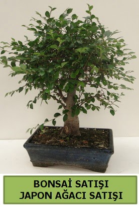 Minyatr bonsai japon aac sat Ankara FTZ Alveri merkezi AVM iekiler iek gnder