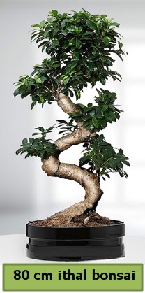 80 cm zel saksda bonsai bitkisi Ankara Ankamall AVM ieki telefonlar