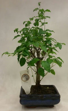 Minyatr bonsai japon aac sat Ankara Ankamall AVM ieki telefonlar