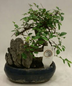 thal 1.ci kalite bonsai japon aac Ankara Taurus AVM iekiler iek sat