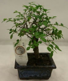 Minyatr ithal japon aac bonsai bitkisi Ankara Taurus AVM iekiler iek sat