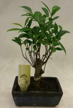 Japon aac bonsai bitkisi sat Ankara Ankamall AVM ieki telefonlar
