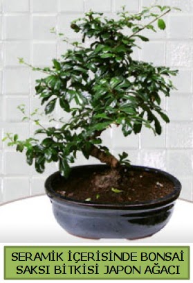 Seramik vazoda bonsai japon aac bitkisi Ankara Next Level AVM iek siparii sitesi