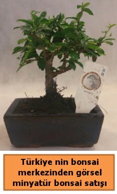 Japon aac bonsai sat ithal grsel Ankara Antares Alveri merkezi AVM iek yolla
