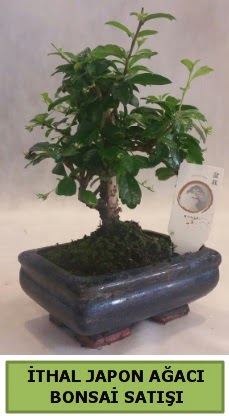 thal japon aac bonsai bitkisi sat Ankara Ankamall AVM ieki telefonlar