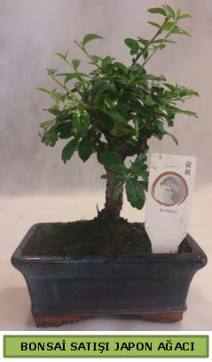 Minyatr bonsai aac sat Panora AVM Ankara iek gnderme