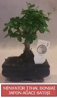 Kk grsel bonsai japon aac bitkisi Ankara Kzlay Alveri Merkezi AVM iek ieki , iekilik 