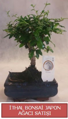 thal kk boy minyatr bonsai aa bitkisi Ankara Ankamall AVM ieki telefonlar