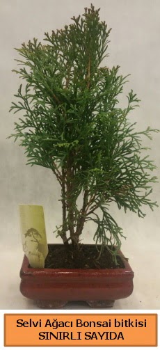 Selvi aac bonsai japon aac bitkisi Ankara Taurus AVM iekiler iek sat