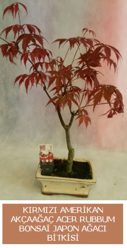 Amerikan akaaa Acer Rubrum bonsai Ankara Optimum AVM ieki adresleri telefonlar