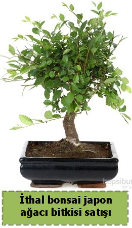 thal bonsai saks iei Japon aac sat Ankara Nata Vega AVM iekiler