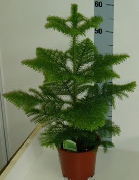 60 cm Salon am araucaria heterophylla Panora AVM Ankara iek gnderme