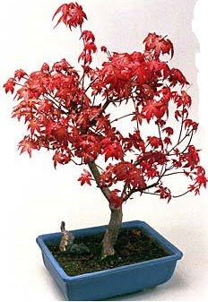 Amerikan akaaa bonsai bitkisi Ankara Antares Alveri merkezi AVM iek yolla