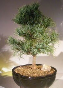 am aac bonsai bitkisi sat Ankara Karum i ve alveri merkezi AVM ucuz iek gnder