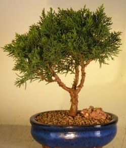 Servi am bonsai japon aac bitkisi Ankara Antares Alveri merkezi AVM iek yolla