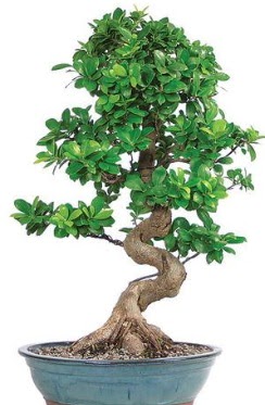 Yaklak 70 cm yksekliinde ithal bonsai Ankara Ankamall AVM ieki telefonlar