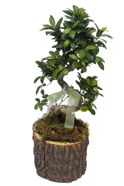 Doal ktkte bonsai saks bitkisi Ankara Nata Vega AVM iekiler