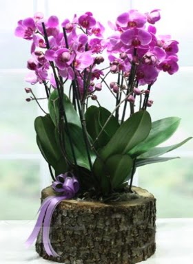 Ktk ierisinde 6 dall mor orkide Ankara Karum i ve alveri merkezi AVM ucuz iek gnder