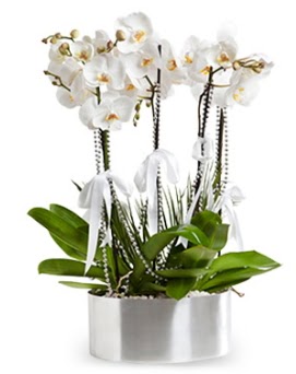 Be dall metal saksda beyaz orkide Ankara Antares Alveri merkezi AVM iek yolla