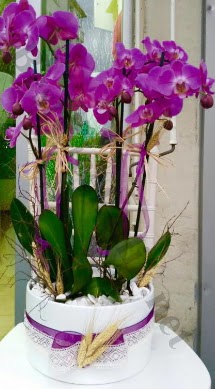 Seramik vazoda 4 dall mor lila orkide Ankara Gordion Alveri Merkezi AVM online iek gnderme sipari