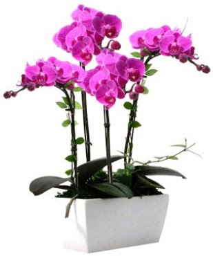 Seramik vazo ierisinde 4 dall mor orkide Ankara Taurus AVM iekiler iek sat