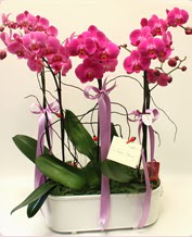 Beyaz seramik ierisinde 4 dall orkide Ankara Karum i ve alveri merkezi AVM ucuz iek gnder