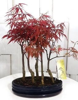 5 adet japon akaaa bonsai iei Ankara Taurus AVM iekiler iek sat