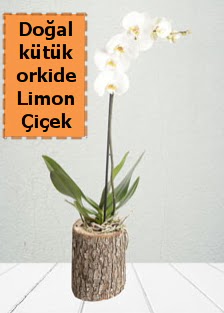Doal ktkte tek dall beyaz orkide Ankara Ankamall AVM ieki telefonlar