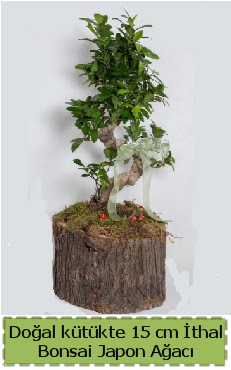 Doal ktkte thal bonsai japon aac Panora AVM Ankara iek gnderme