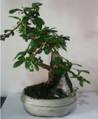 S eklinde ithal bonsai aac Ankara Antares Alveri merkezi AVM iek yolla