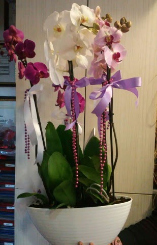 Mor ve beyaz ve pembe 6 dall orkide Ankara Karum i ve alveri merkezi AVM ucuz iek gnder