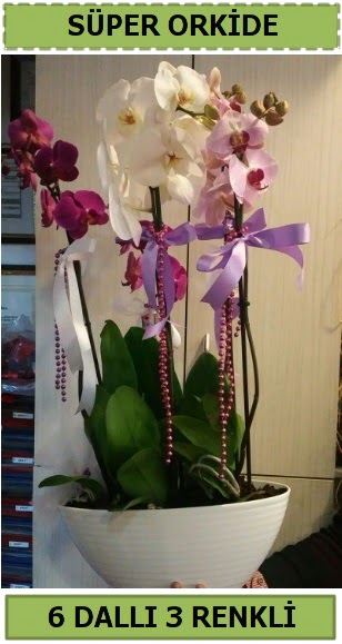 6 dall 3 renk zel vazoda orkide iei Ankara Taurus AVM iekiler iek sat