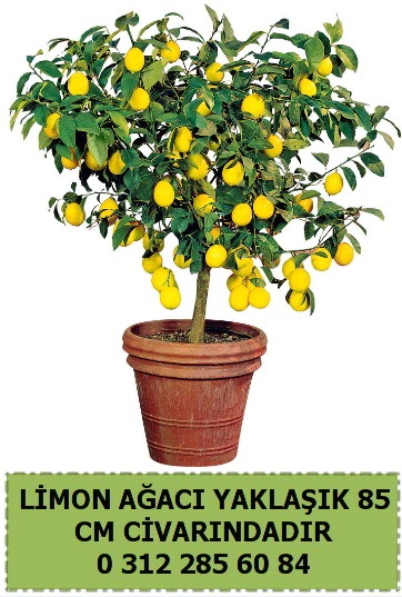 Limon aac bitkisi Ankara Taurus AVM iekiler iek sat