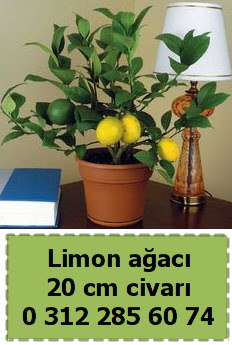 Limon aac bitkisi Ankara Ankamall AVM ieki telefonlar