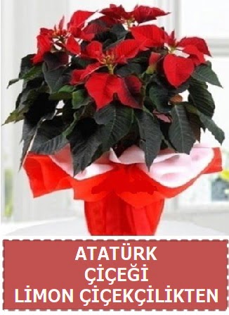 Atatrk iei saks bitkisi Ankara Taurus AVM iekiler iek sat