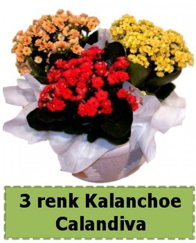 3 renk Kalanchoe Calandiva saks bitkisi Panora AVM Ankara iek gnderme