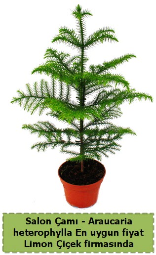 Araucaria heterophylla Salon am tek dall Ankara Taurus AVM iekiler iek sat