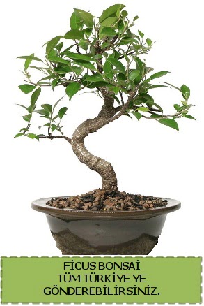 Ficus bonsai Ankara FTZ Alveri merkezi AVM iekiler iek gnder