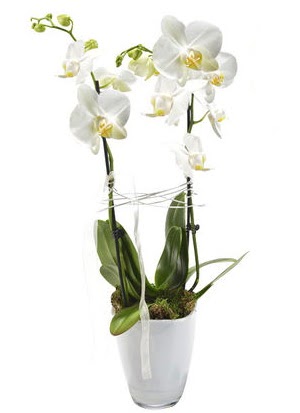 2 dall beyaz seramik beyaz orkide sakss Ankara FTZ Alveri merkezi AVM iekiler iek gnder