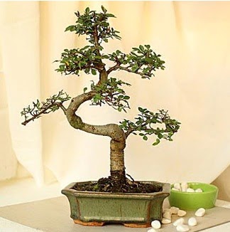 Shape S bonsai Ankara Nata Vega AVM iekiler