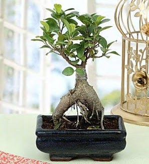 Appealing Ficus Ginseng Bonsai Ankara Akvaryum AVM iek yolla